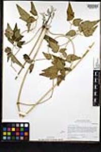Clematis ligusticifolia image