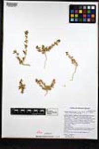 Amaranthus torreyi image