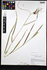 Cynosurus echinatus image
