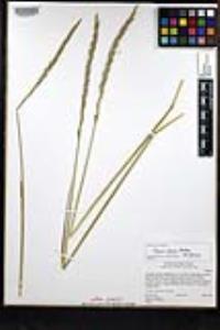 Elymus glaucus subsp. glaucus image