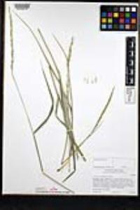 Elymus glaucus subsp. glaucus image