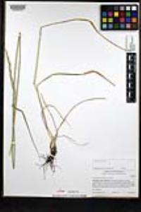 Elymus glaucus subsp. glaucus image