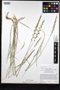 Elymus glaucus subsp. virescens image