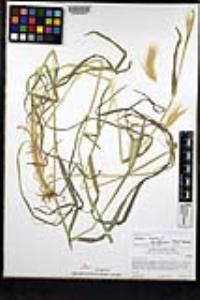 Hordeum murinum image