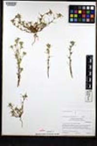 Eriastrum filifolium image