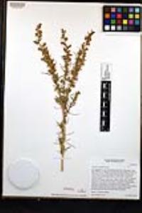Artemisia californica image