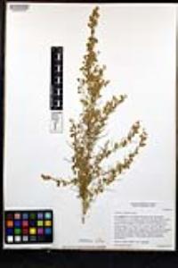 Artemisia californica image