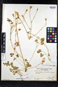 Aquilegia formosa image