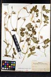 Aquilegia formosa image