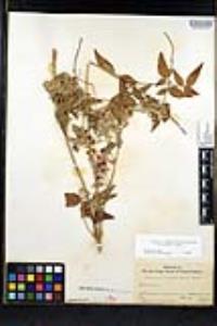 Clematis ligusticifolia image