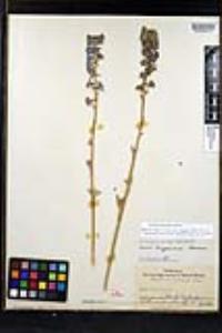 Delphinium hesperium image