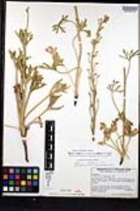 Delphinium hesperium image