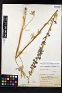 Delphinium hesperium image