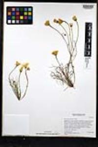 Malacothrix glabrata image
