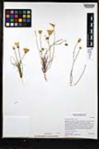 Malacothrix glabrata image