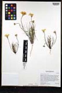 Malacothrix glabrata image