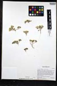 Monoptilon bellioides image