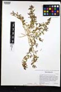 Acmispon maritimus var. brevivexillus image