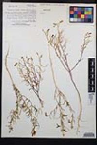 Camissonia campestris image