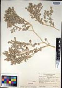 Atriplex elegans image