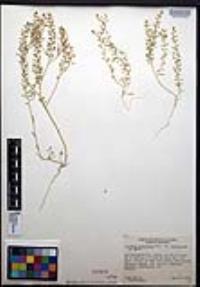 Lepidium lasiocarpum image