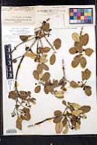 Frangula californica image