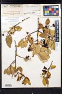 Frangula californica image