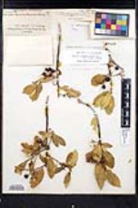 Frangula californica image