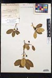 Frangula californica image