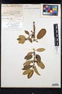 Frangula californica image