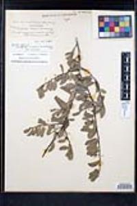 Rhamnus crocea image