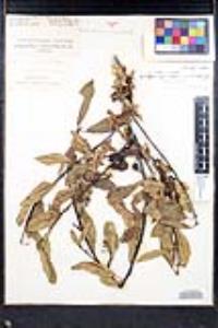 Frangula rubra subsp. obtusissima image