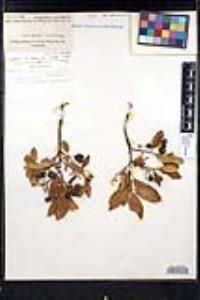 Frangula californica subsp. tomentella image