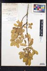 Frangula californica image