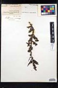 Rhamnus crocea image