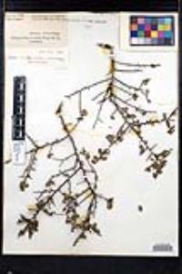 Rhamnus crocea image
