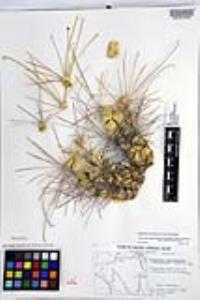 Ferocactus hamatacanthus var. hamatacanthus image