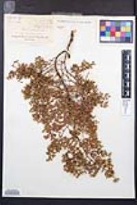 Larrea tridentata image