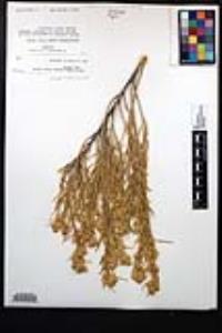 Ericameria parryi image