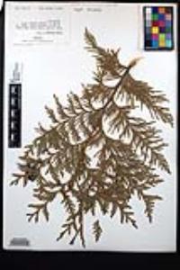 Thuja plicata image