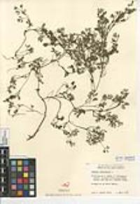 Fumaria officinalis image