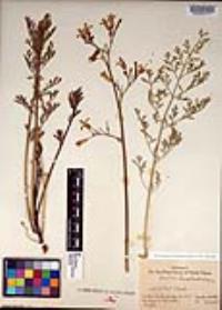 Ehrendorferia chrysantha image