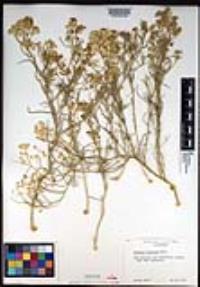 Lepidium fremontii image