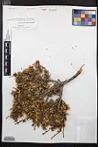 Purshia glandulosa image
