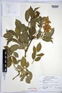 Sambucus nigra image