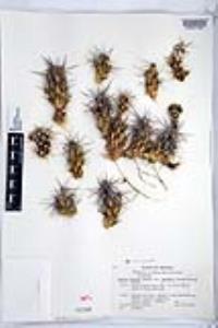 Corynopuntia parishii image