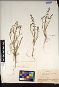 Lepidium nitidum image