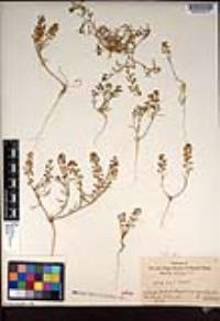 Lepidium nitidum image