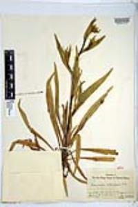 Amsinckia intermedia image