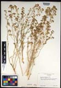 Lepidium fremontii image